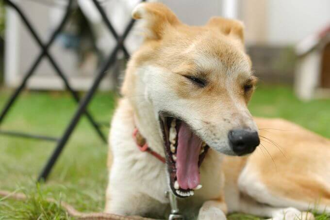 Dogs yawn